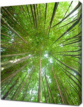 Верхушки бамбуковых деревьев