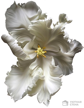 Крупный белый тюльпан