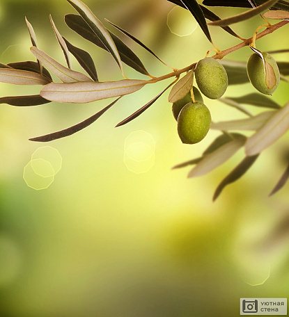 Ветка с оливками