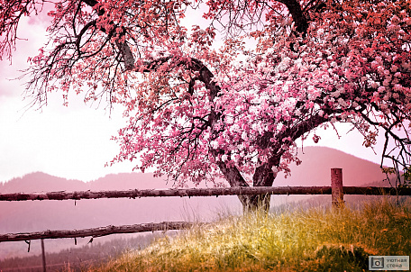 Цветущее дерево сакуры