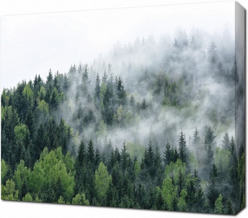 Легкий туман над лесом