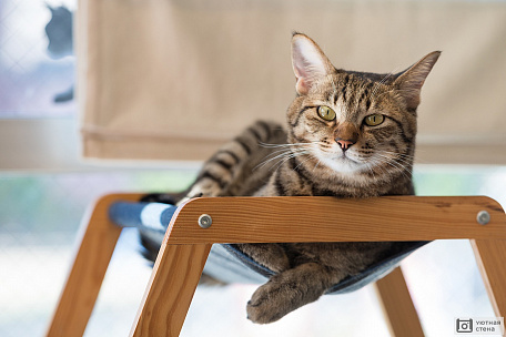 Кот на стуле