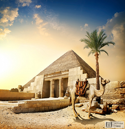 Фотообои Верблюд на фоне пирамиды