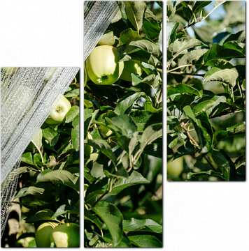 Поспевающие яблоки