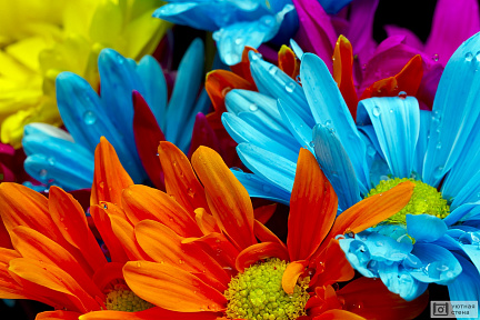 Разноцветные хризантемы