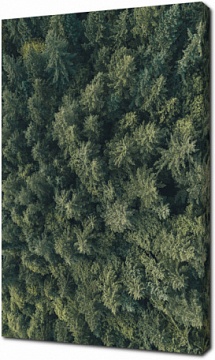 Густой еловый лес