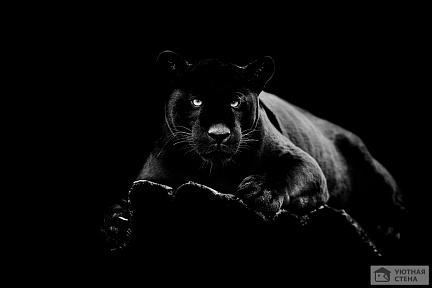 Пантера на темном фоне