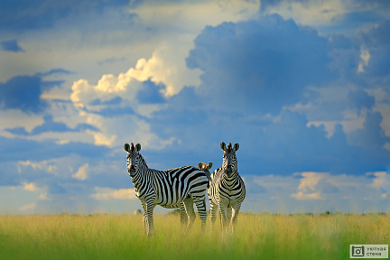 Зебры на Африканском лугу