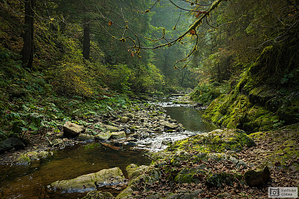 Тихая речка в немецком лесу