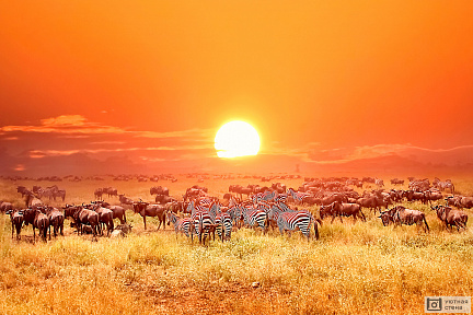 Антилопы и зебры на закате