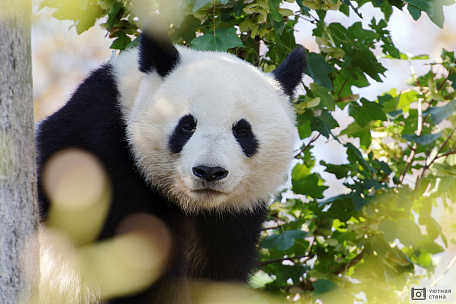 Портрет панды в солнечный день