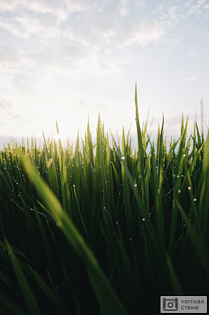 Солнце и мокрая трава после дождя