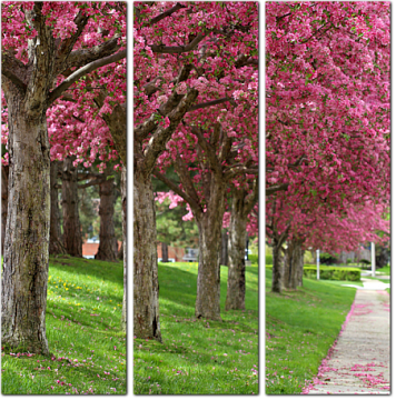 Аллея с цветущими деревьями декоративной вишни