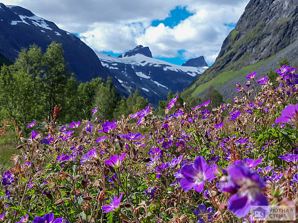 Фотообои Цветы в горах