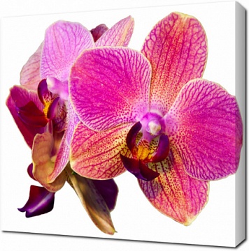 Красивые орхидеи в розовых тонах