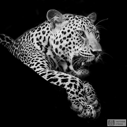 Белый леопард на чёрном фоне