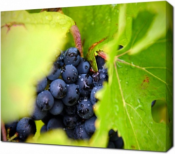 Умопомрачительный виноград