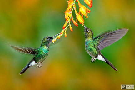 Зеленые колибри