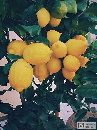 Лимонное дерево