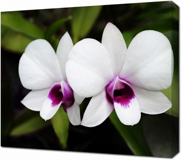 Дикие орхидеи