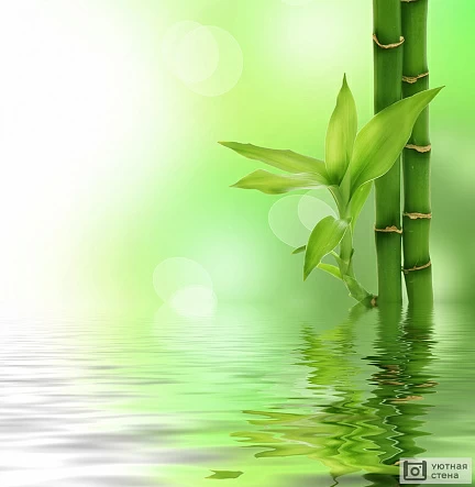 Бамбук и вода