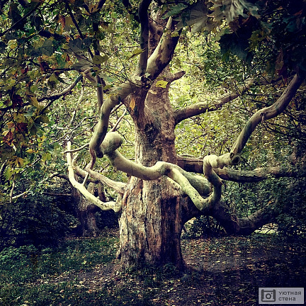 Старое дерево Платан