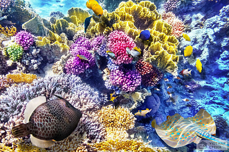 3D пол Разноцветный коралловый риф и скат