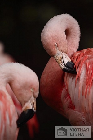 Сон розового фламинго