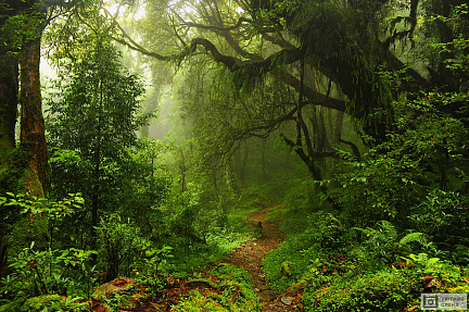 Субтропический лес в Непале