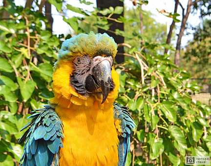 Жёлто-голубой ара