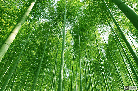 Бамбуковые заросли