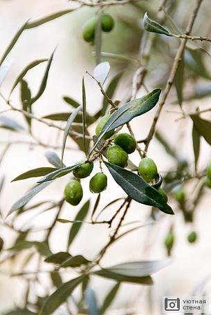 Плоды оливкового дерева