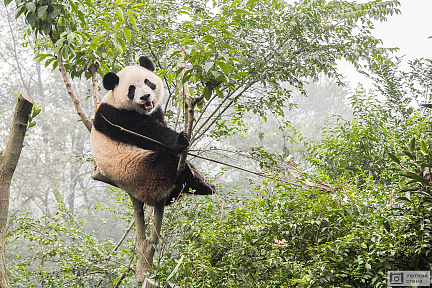 Панда отдыхает на дереве