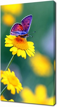 Красивая бабочка на желтой ромашке