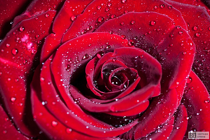 Красная роза с каплями воды