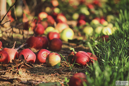 Упавшие яблоки на земле