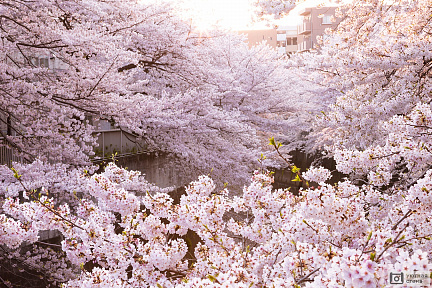 Городской сад цветущей сакуры