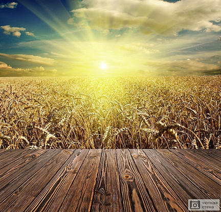 Терраса с видом на пшеничное поле