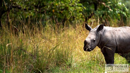 Крошечный носорог в траве