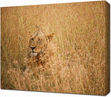 Лев прячущийся в траве