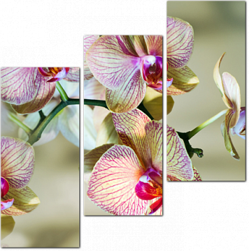 Орхидея бренч