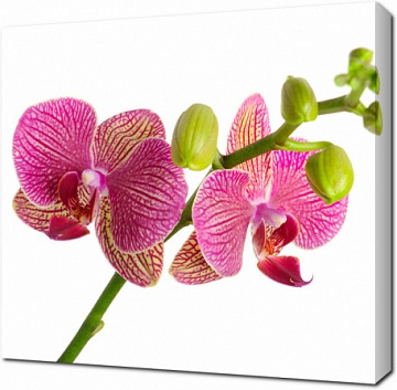 Красивая орхидея на белом фоне