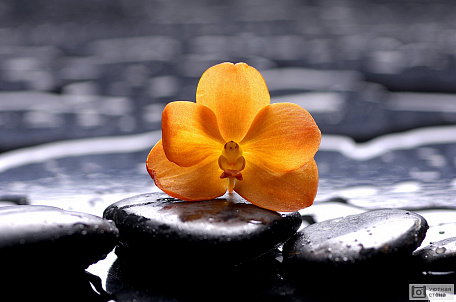 Натюрморт с цветущей орхидеей на черной гальке