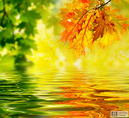 Ветка с осенними листьями над водой