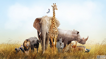 Фотообои Разнообразие Африканских животных