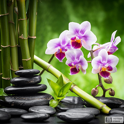 Спа композиция из орхидеи, бамбука и камней