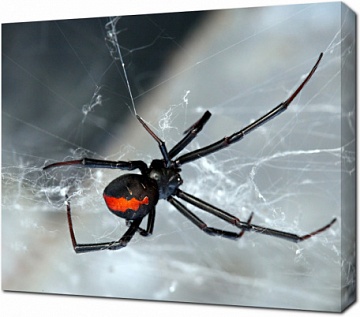 Черно-красный австралийский паук