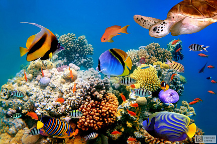 Коралловый риф с многообразием рыб и черепахой