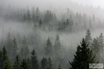 Сонный таинственный лес