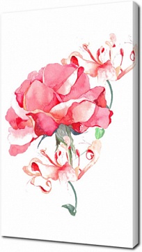 Розовая роза акварель